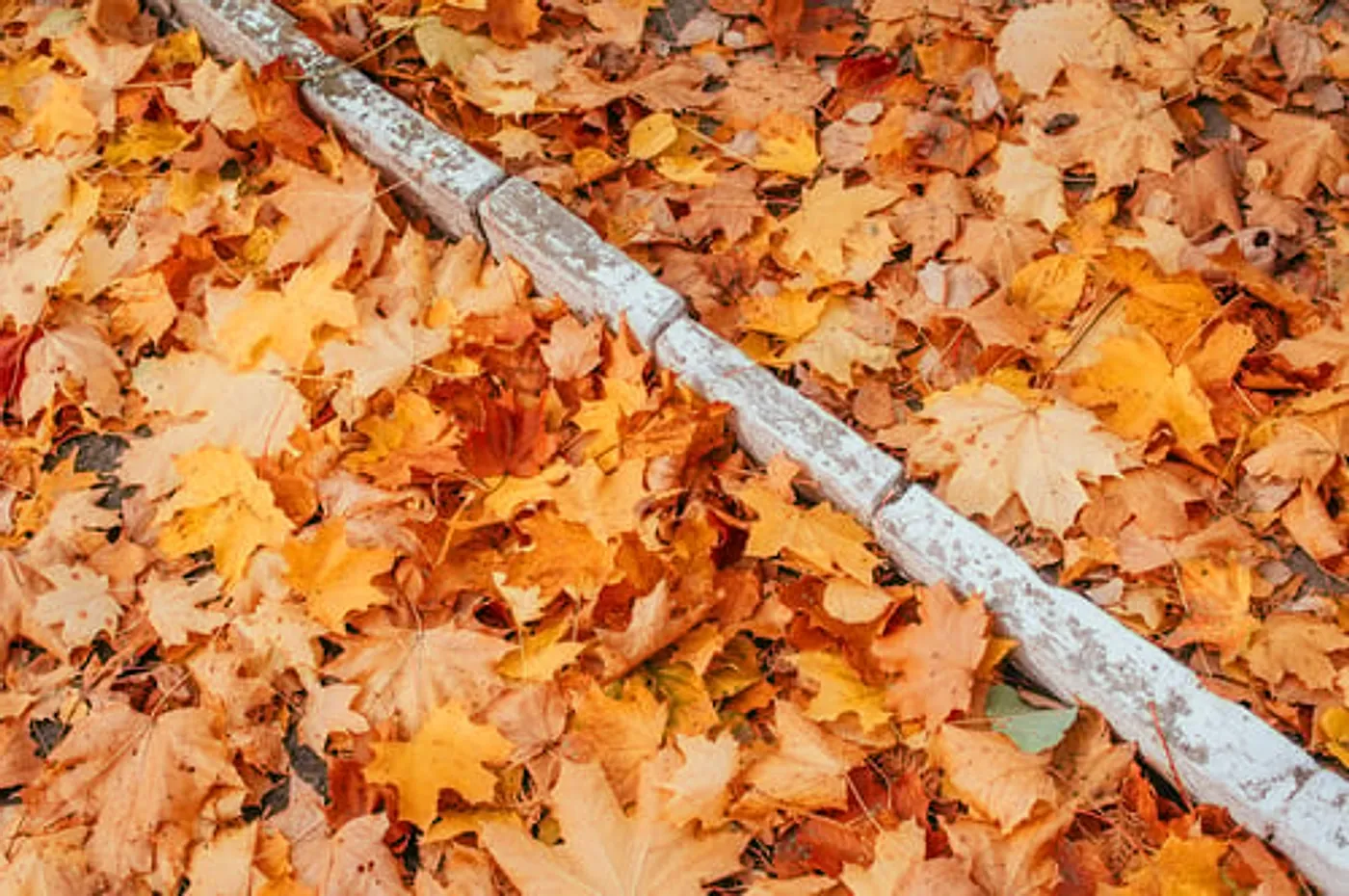 Roof gutter filled with fallen autumn leaves needing cleaning